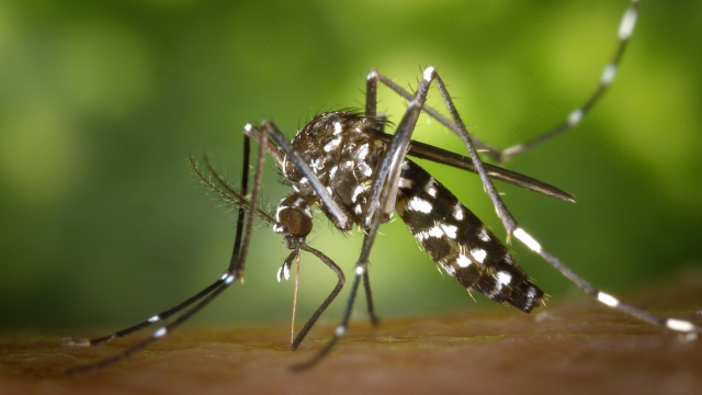 Come eliminare le zanzare dal giardino: metodi efficaci