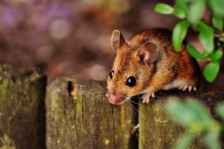 Cosa mangiano i topi? Scopri l’alimentazione dei roditori