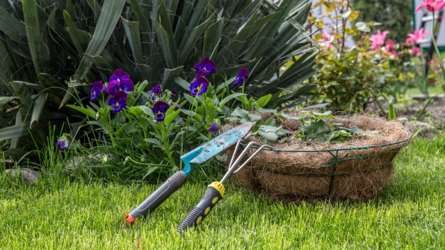 giardino pulito e libero dai topi