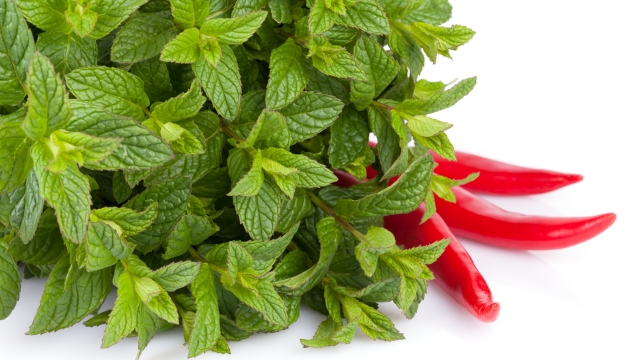 menta e peperoncino