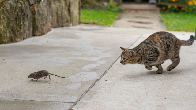 gatto da la caccia al topo