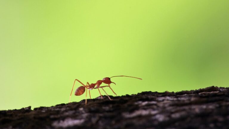 come allontanare le formiche dal giardino, cosa mettere nella terra per allontanare le formiche, rimedi contro le formiche in giardino