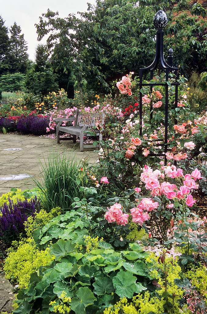 Come disporre le rose in giardino, giardino, rose, roseto, giardino con rose colorate e strutture