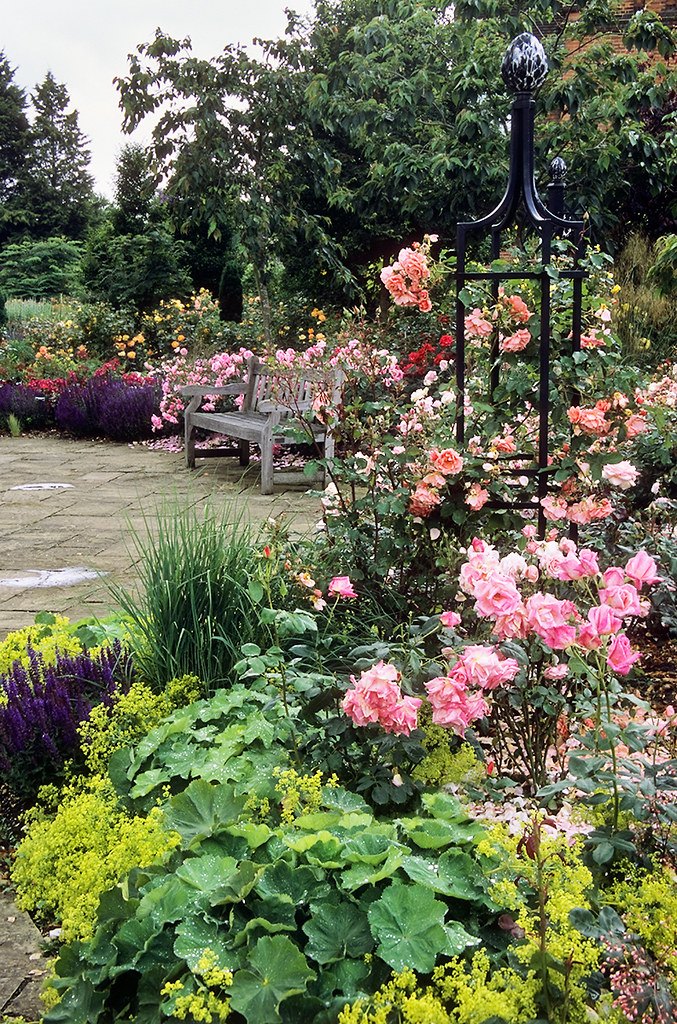 Come disporre le rose in giardino : 4 suggerimenti