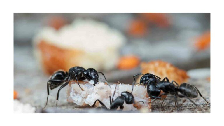 come eliminare le formiche dal giardino, formiche