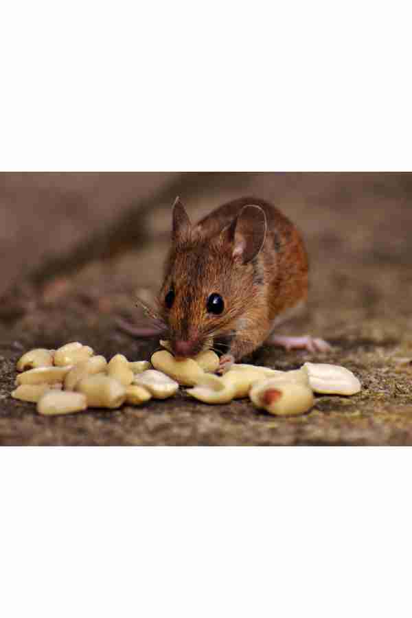 topo che mangia