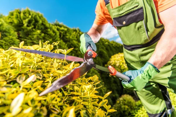 Come arredare un giardino, Giardino, Siepe, Taglio della Siepe, Uomo che taglia una siepe con forbici da giardino