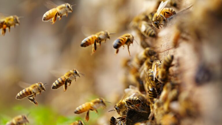 come allontanare le api dal giardino, prevenire le api in giardino, allontanare le api