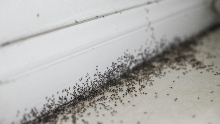 Migliori esche per formiche: ecco le 6 più efficaci