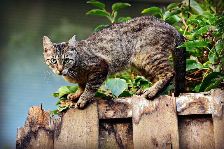 come allontanare i gatti dal giardino, allontanare i gatti