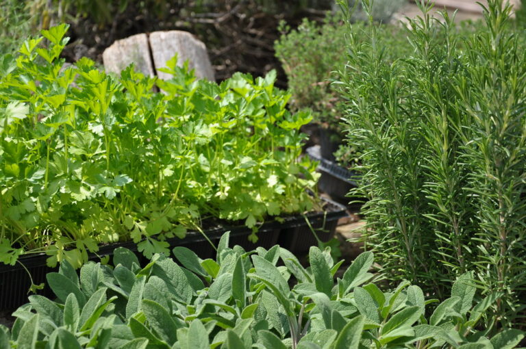 Come disporre le erbe aromatiche in giardino: 5 consigli utili