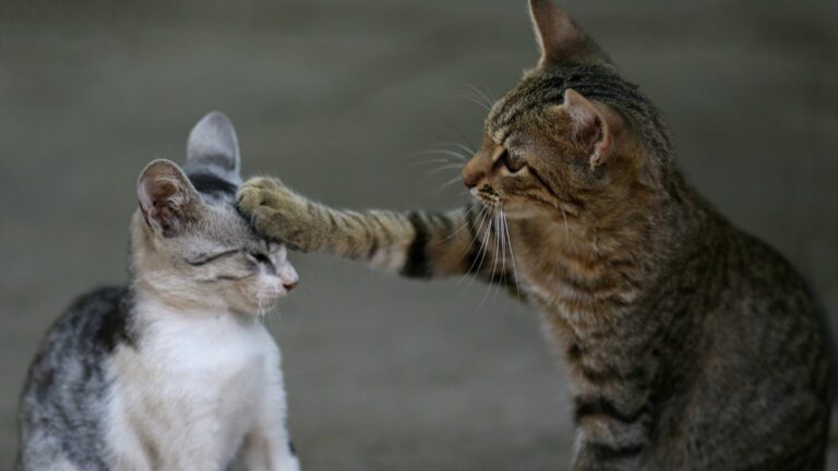 migliori repellenti per gatti, gatti, tenere lontani i gatti, allontanare i gatti