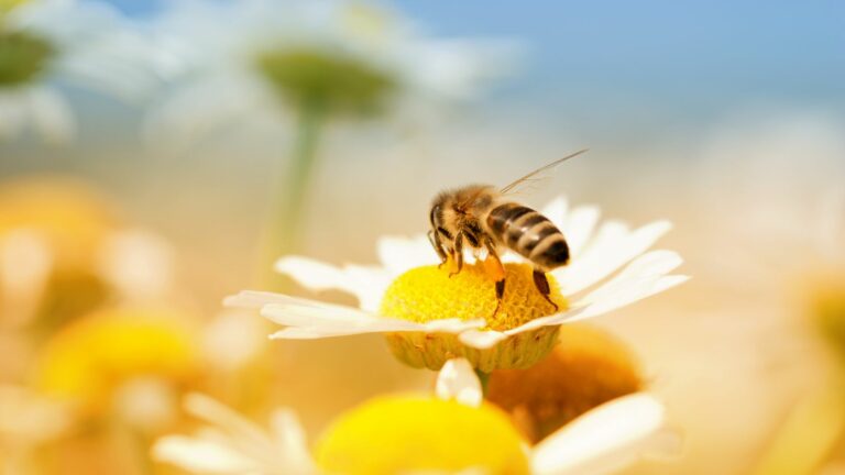 Perché le api sono protette, api protette, protezione api, api, importanza delle api, importanza api, ape su un fiore