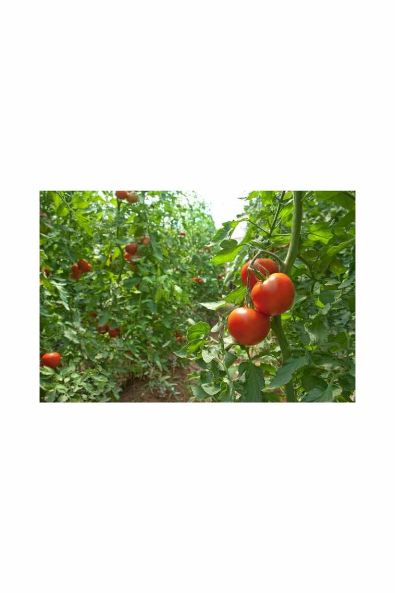 come coltivare pomodori in giardino