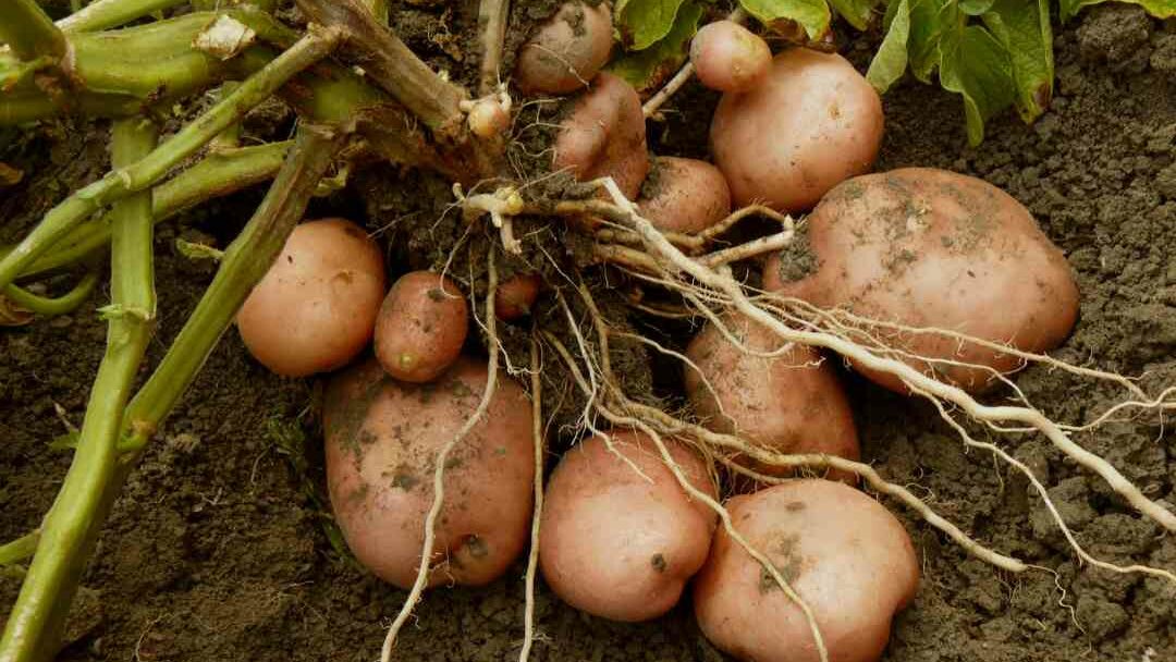 Coltivare patate